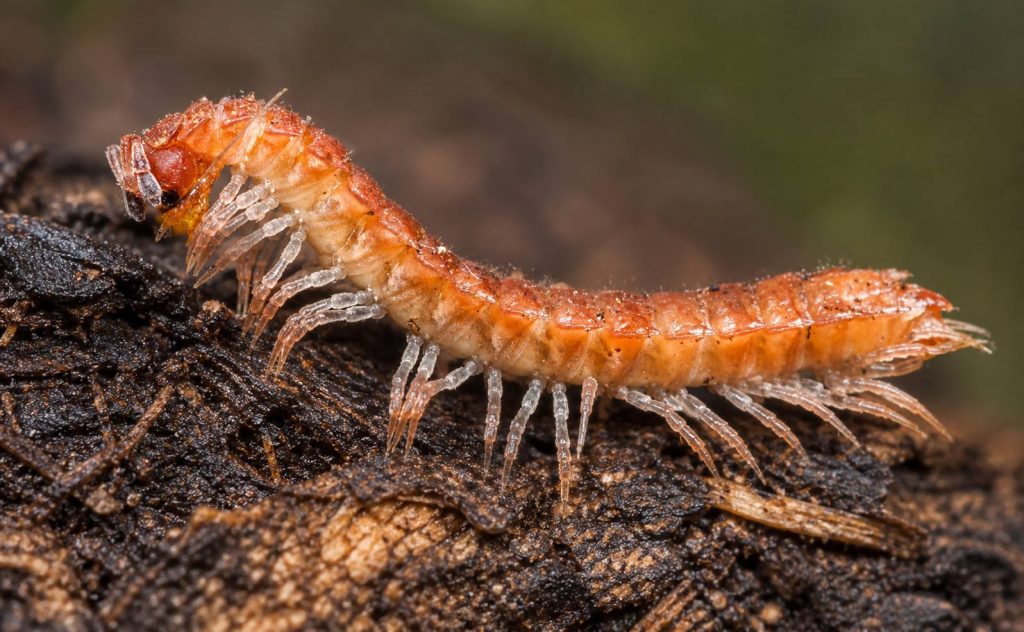 Brachydesmus superus