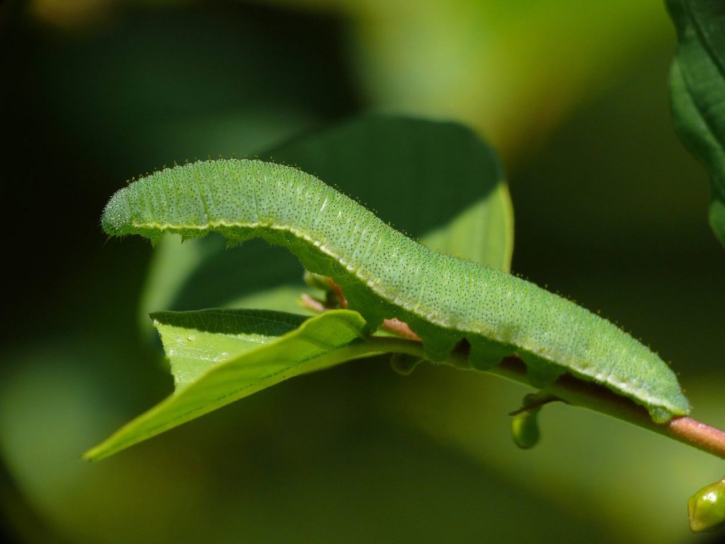 Citronfugl