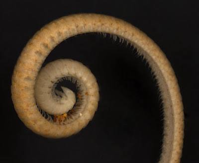 Eumillipes persephone
