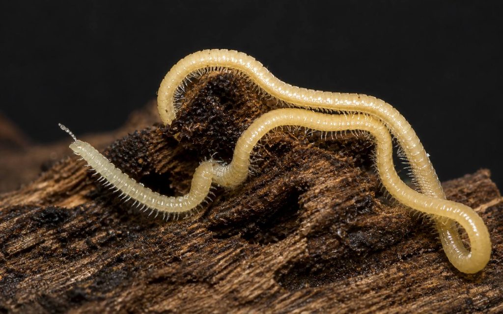 Illacme plenipes