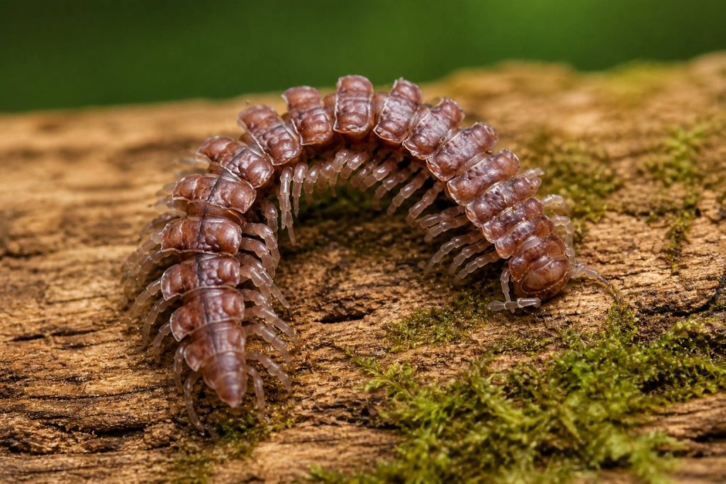 Polydesmus angustus 
