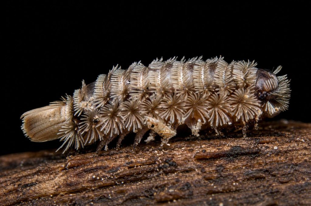 Polyxenus lagurus 