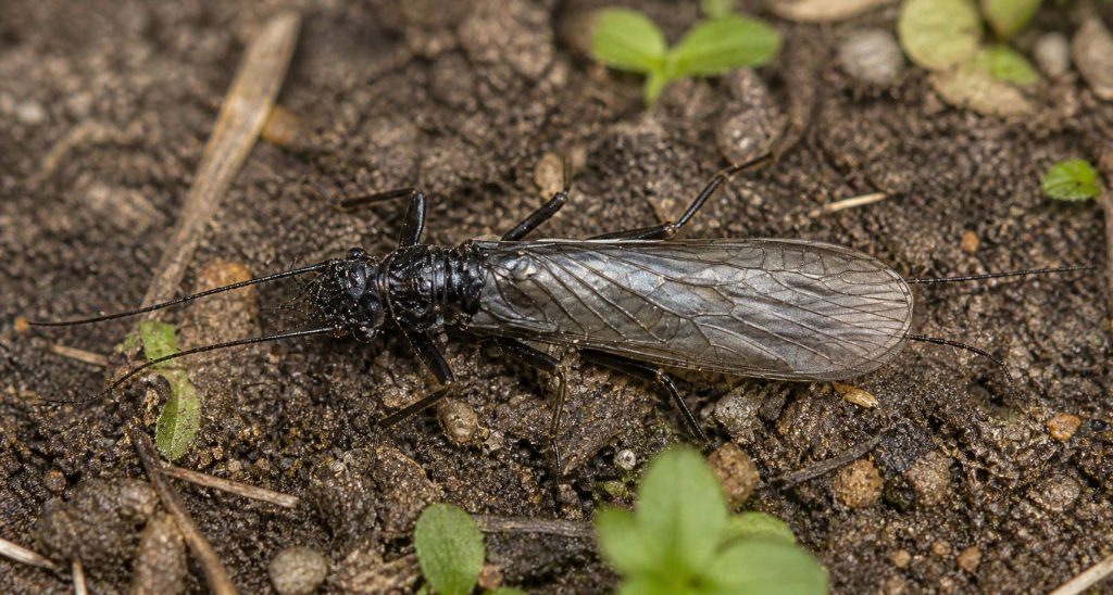 Slørvinge tilhører ordenen Plecoptera